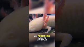 Las Historias de Supervivencia de las Especies en Peligro en el Mundo Natural #shorts #shortsviral