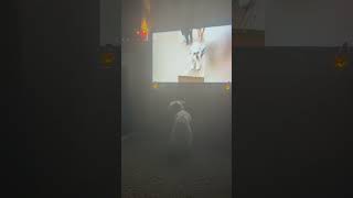 Dog barks at TV #dog #shorts #funny #aura #tv #barking #weird d