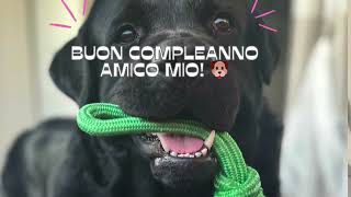 Feste di Compleanno per Cani