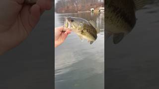 Nice bass on a red rattle trap