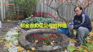 郁金香的种植/花贝母的种植