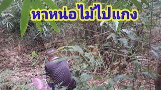 หาหน่อไม้หลังบ้าไปแกง | หน่อไม้สร้างไพ | อาหารอีสานพื้นบ้าน