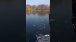 Frozen lake at mote park