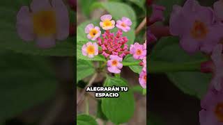 TOP 5 Plantas ideales para Atraer Mariposas a tu jardín 🦋 | Urbangreen