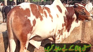 عزیز کیٹل فارم اینڈ پلائی سینٹر حاصل پور Aziz Cattle Farm and Palai Center Hashilpur