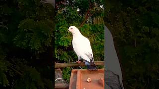 Kaldom kabootar🔥 #kabootar #pigeon #birds #love #pigeonstatus #short #ytviral #yt