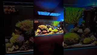 marine setup #shorts #aquarium #trending