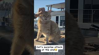 Cat started talking to me 😼🤣 #straycat #straycatvideos #catlover