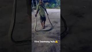 Bikin geger Warga baamang‼️ amang cuai menangkap ular besar⚠️ #viral #fyp #sampit #ular #kingcobra