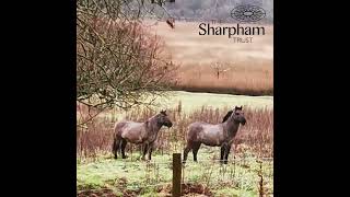 Konik ponies on Sharpham Trust rewilding land