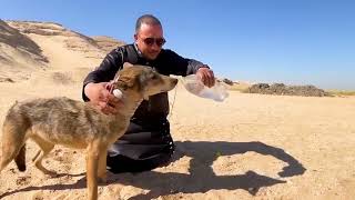 Saving injured wolf and giving them a second chance at life | Animal rescue compilation