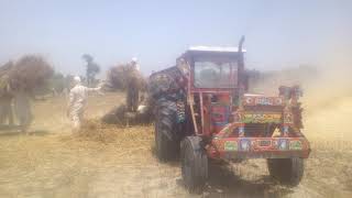 Massey MF 360 Working on wheat tharshar