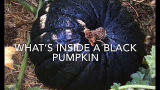 The Beautiful Black Yokohama Pumpkin - Perfect Pumpkin For Halloween (or ANY time - so good!)