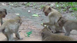 Babies Monkey Playing With Snake Together With Family, Impressive funny Videos