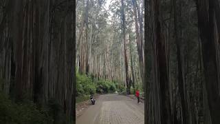 ooty Mysuru road via masinagudi #malayalamshort #tamilshorts #hindishorts #indianshorts #shortvideo