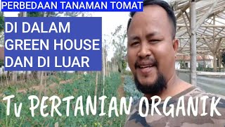 PERBEDAAN TANAMAN TOMAT DI DALAM GREEN HOUSE DAN DI LUAR