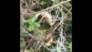 Lubber Grasshopper Eating Spanish Moss