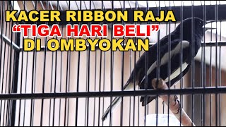 Kacer Ribbon Raja Baru Tiga Hari Beli di Ombyokan Udah Gacor #3harirawatan