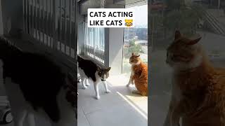 CATS BRAWL IN EPIC SHOWDOWN#FunnyCats #AnimalDrama #ViralMoments #PetFights