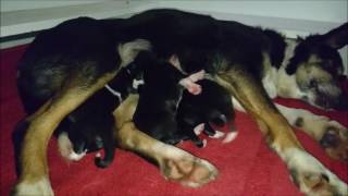 Nordevind pups 2017, 1: First days