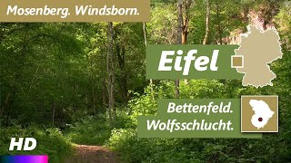 Eifel | Bettenfeld - Horngraben - Wolfsschlucht - Mosenberg - Windsborn - Hinkelsmaar | Wandern