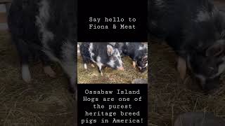 Ossabaw Island Hogs are the Hidden Gems of Heritage Pigs! #ossabawislandhog #homesteading #smallfarm