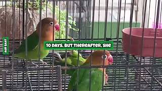 Male Lovebird Feels deep Grief on Death of his Spouse | Lovebirds' Deep Love | @FLAME-U Melody |