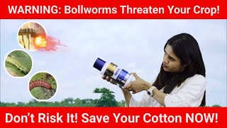 Protect Your Cotton: Defend Against Bollworms with Danitol #cotton #farming #agriculture