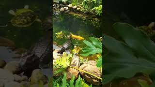 Alligator turtle and fish swimming  together.  Its beautiful there #shorts