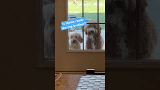 Doodle Doggie Tales- Part 80 “Mama, I See You” #shortvideo #brothers #shortsfeed shorts #love