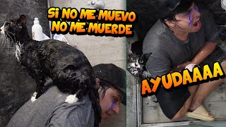 INTENTAMOS BAÑAR UN GATO Y TODO SALE MAL FT. SIENDOKAM - TATTO VLOGS