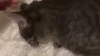 Il gattino più pericoloso al mondo !