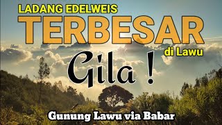 Gunung Lawu Via Babar || LADANG EDELWEIS TERBESAR DI LAWU ‼️ @lonewolfindonesia