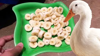 Can Ducks Eat Banana ? | Duck Feed | Pets Food and Care