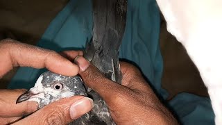 baby pigeon Neela Aaj Pakda hai shauk #masadbirds