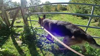 German shepherd on walk. Eros på tur. 30.08.2024. still you tubes most boring video part 2