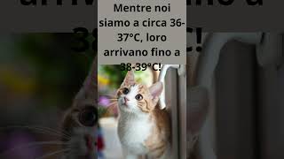 I Gatti e la Loro Temperatura   #shorts #curiosità #cat #cute #pets