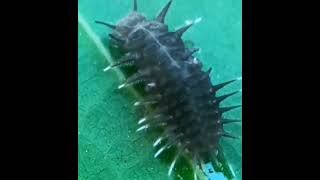 Tortoise Beetle Larva (Cassida genus): without the 'signature' frass #shorts #reels #amazing