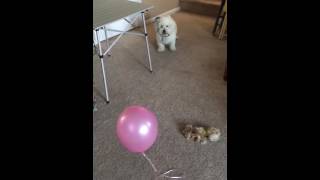 Baci vs the balloon