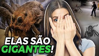 ARANHAS GIGANTES APARECEM EM BELO HORIZONTE!