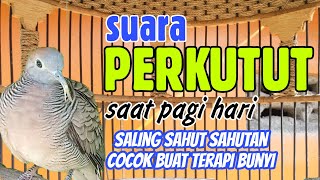 Suara Perkutut Lokal dipagi hari,saling sahut sahutan pas untuk terapi bunyi