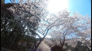 Fukuoka Aburayama Citizens Forest Sakura 2022