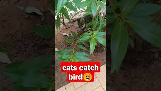 cats catch bird