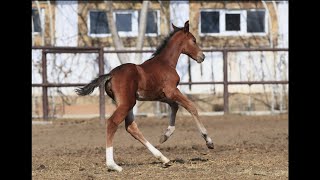 Cayenne-ST filly by Casallco (Casall Ask) - Grad - Arhitektor