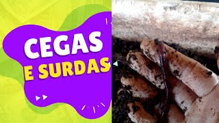 #Minhocas fugindo em dia chuvoso: são cegas e surdas qual a razão da fuga?