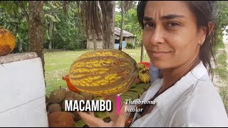 Diários da comida - MACAMBO