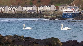 Mute Swans cruising around Church Bay, Rathlin Island