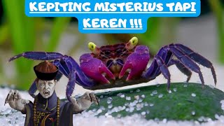 KEPITING MISTERIUS!!! TAPI KEREN??? Ini dia Kepiting Vampir, kepiting air tawar paludarium