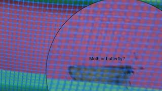 How To Tell Between Butterfly And Moth!