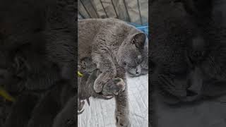 Newborn kittens 🐱 #kitten #bsh #britishblue